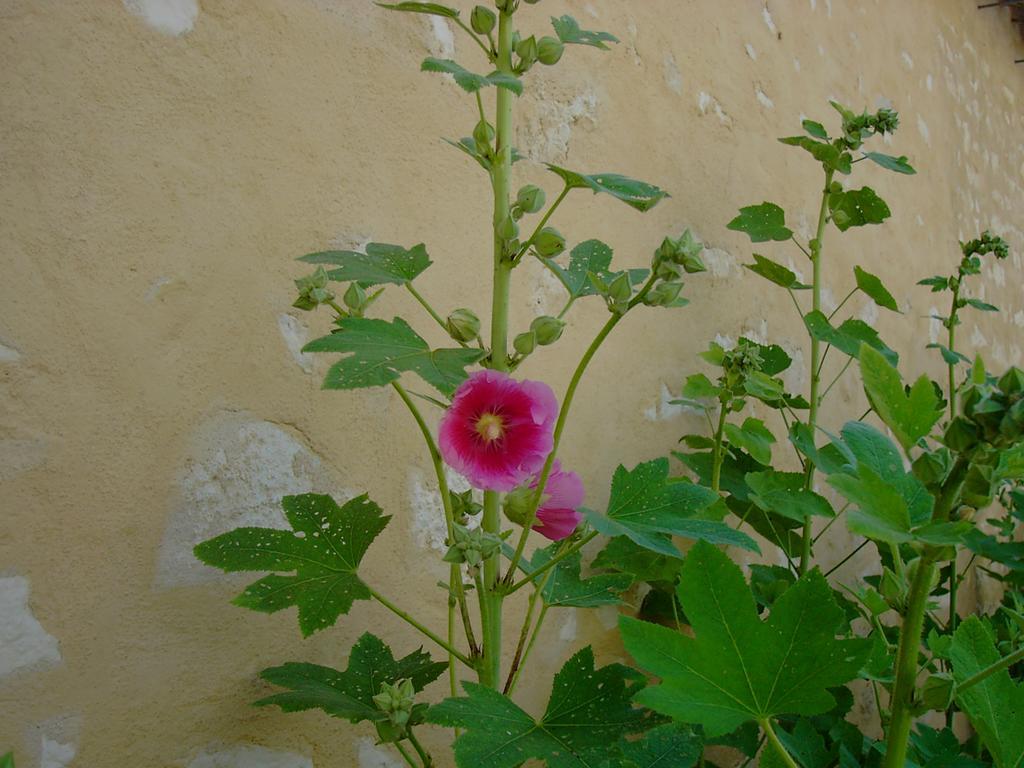 Les Jardins Saint Leonard Otel Thairé Dış mekan fotoğraf